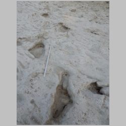 DSCN0568 Start of juv sauropod trail.jpg